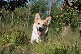 CORGI PEMBROKE 049